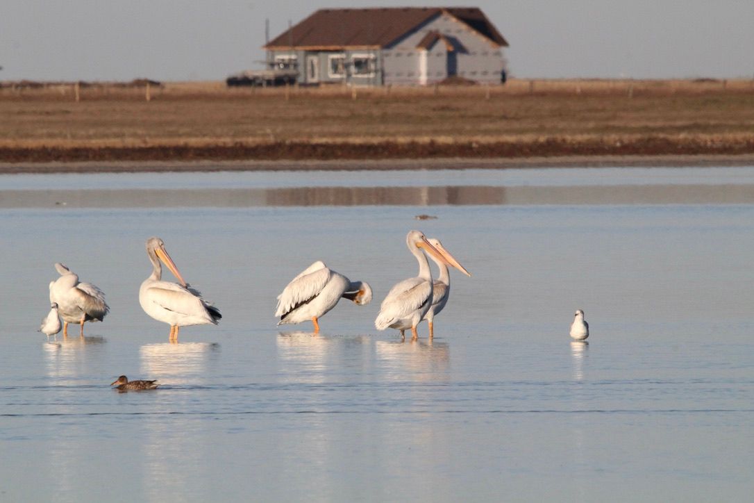 American white pelicans on Weed Lake near Langdon, Alberta, in October.