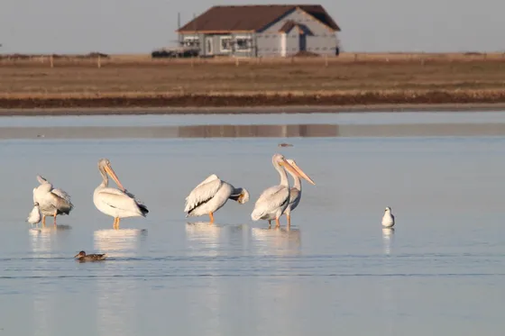 American white pelicans on Weed Lake near Langdon, Alberta, in October.